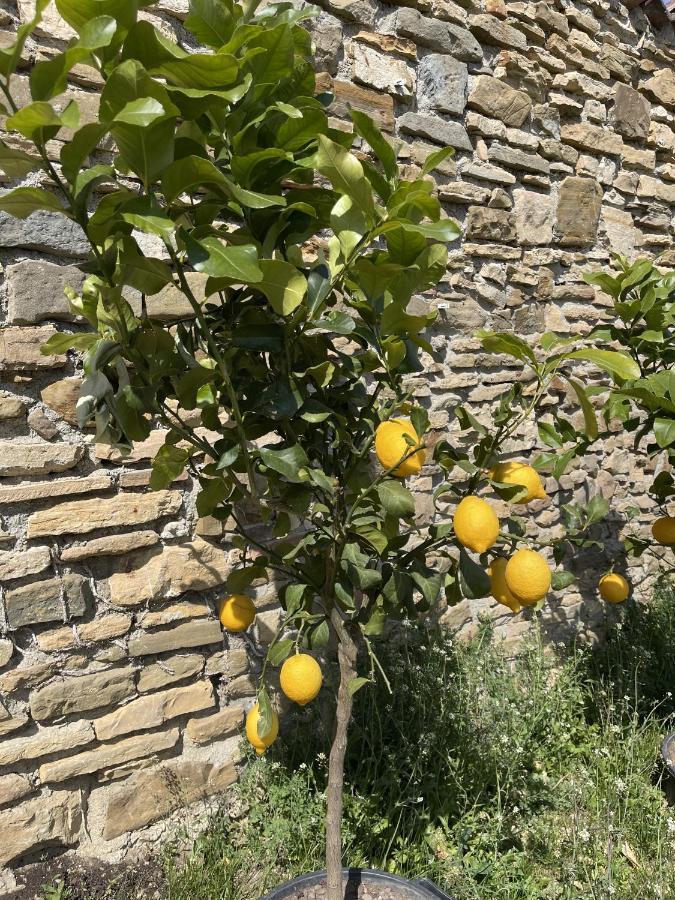 Foresteria Antica Bastia B&B Bergamo Exterior photo